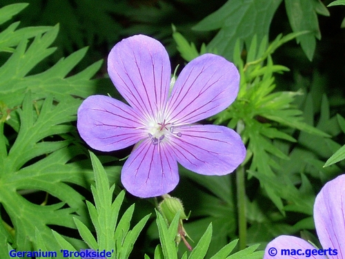 Geranium 'Brookside'